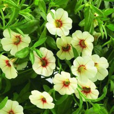 คาลิบราโคว์ - คาบลูม (Calibrachoa - Kabloom) คละ / 100 เม็ด