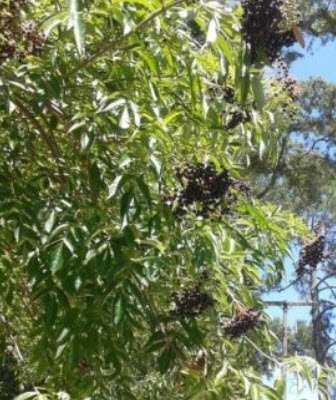 อัลเดอร์เบอรี (Elderberry) / 25 เม็ด (USA)