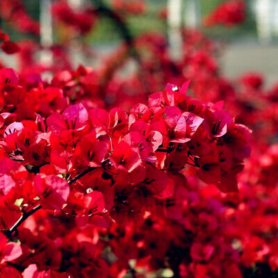 เฟื่องฟ้า (Bougainvillea) สีแดงเข้ม / 20 เม็ด (นอก)