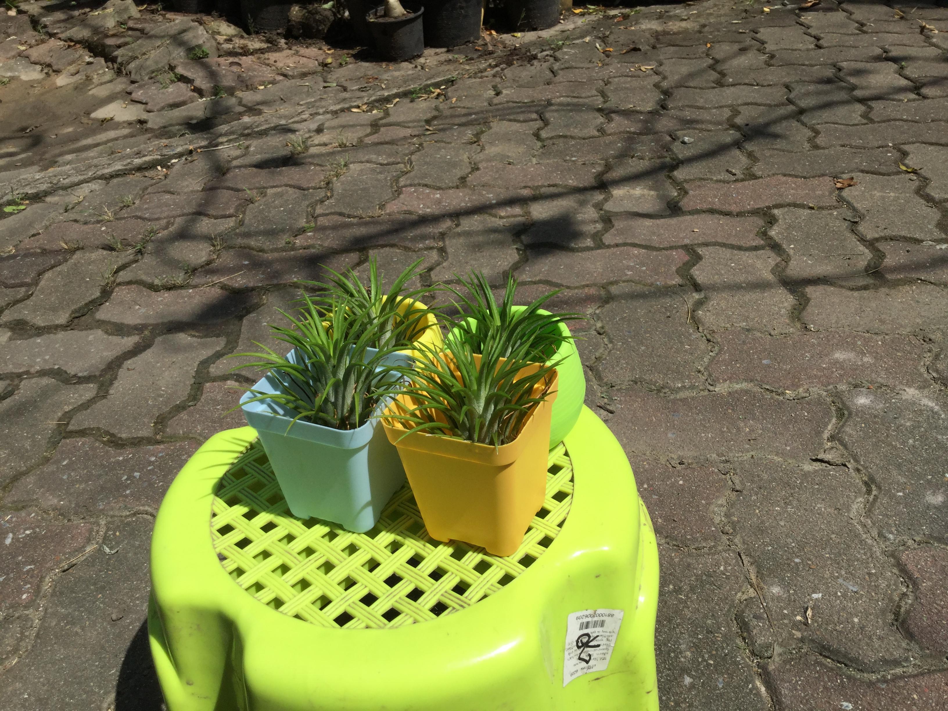 ต้นทิลแลนด์เซีย (Tillandsia) กระถางเล็ก / ต้น