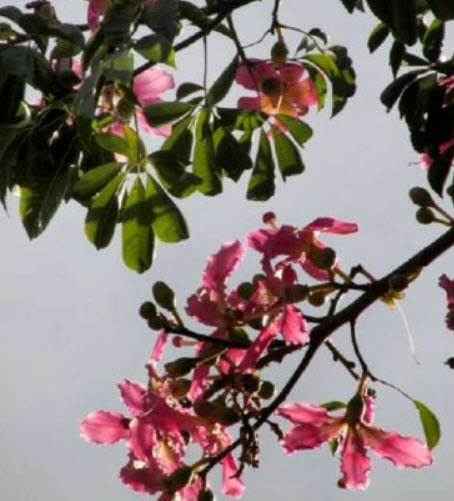 ต้นขวด (Bottle Tree) / 10 เม็ด (Portugal)*