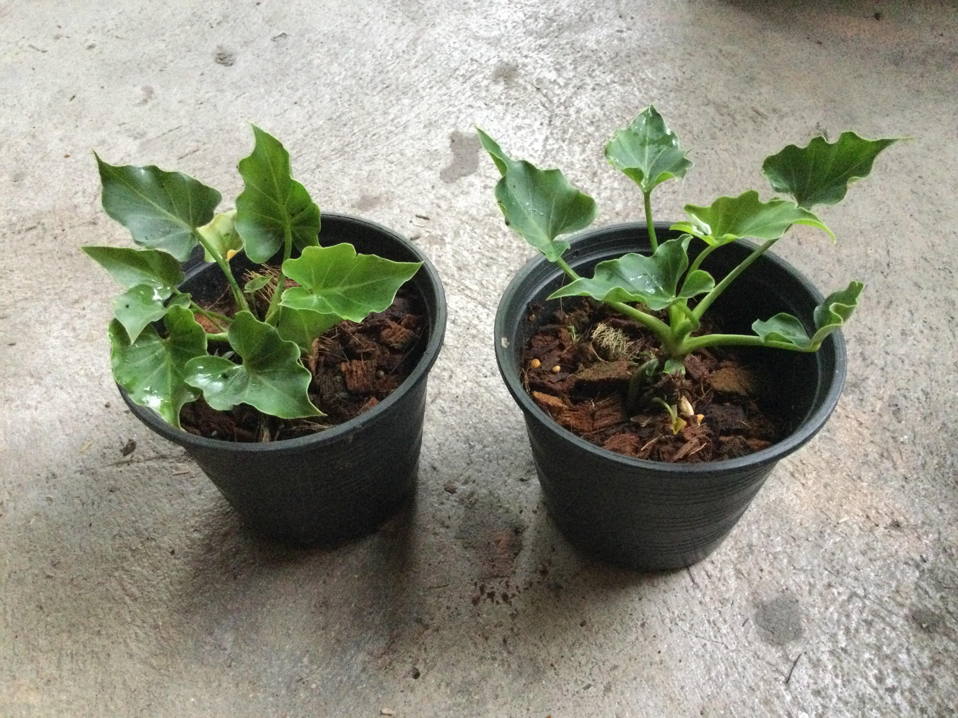 ต้นฟิโลใบมะละกอ (Philodendron selloum) กระถาง 6 นิ้ว