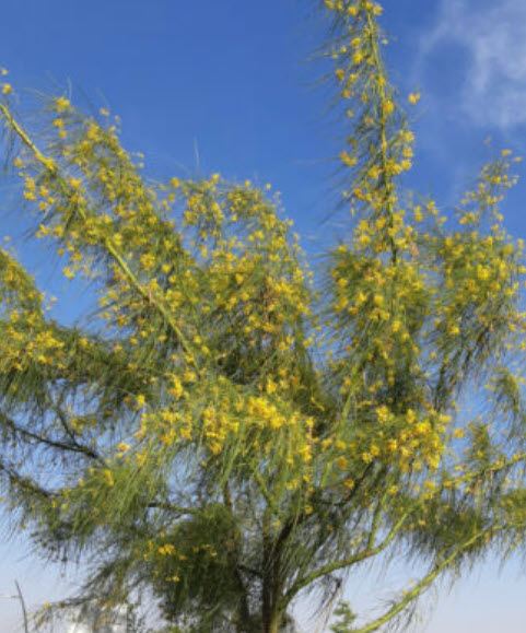 รัตมา หรือรัตตมา (Jerusalem thorn / Parkinsonia Aculeata) / 10 เม็ด (Italy/Portugal)*