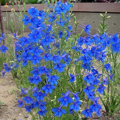 เดลฟินเนียม สีฟ้า (Delphinium Blue Butterfly) / 150 เม็ด (Australia)