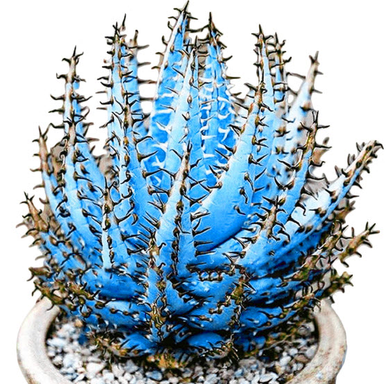 ว่านหางจระเข้ (Aloe Vera) สีฟ้า หนามน้ำตาล / 100 เม็ด