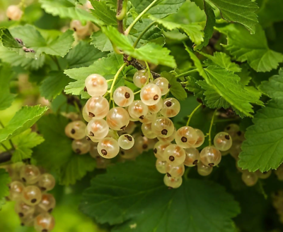 ไวท์ เคอแร้นท์ (White Currant) / 25 เม็ด (นอก)