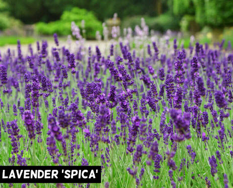 ลาเวนเดอร์ สปิก้า (Lavender Spica) / 25 เม็ด (Australia)