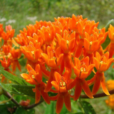 มิลค์หวีด (Milkweed) สีส้ม-เหลือง / 100 เม็ด
