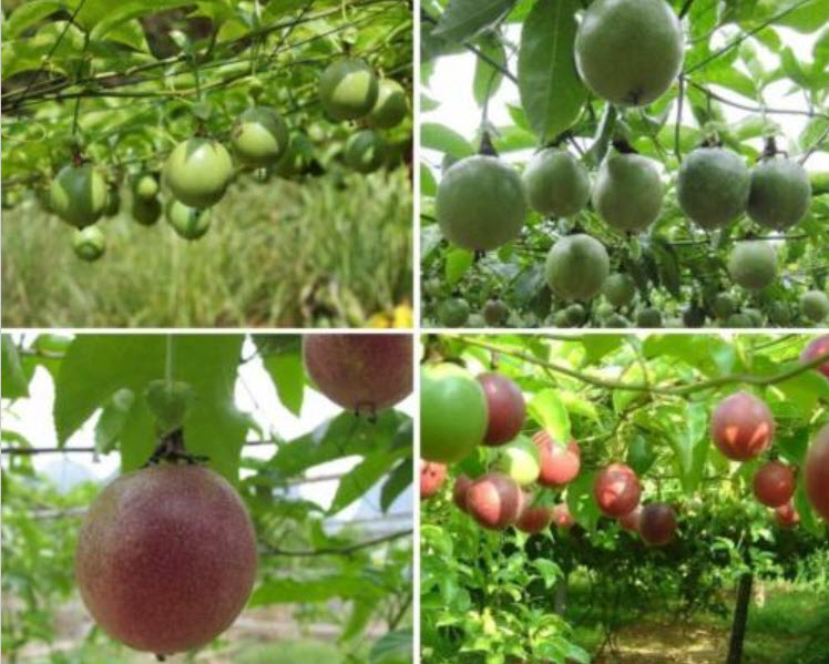 เสาวรส รวมสีเหลืองและแดง / 100 เม็ด (P2S)