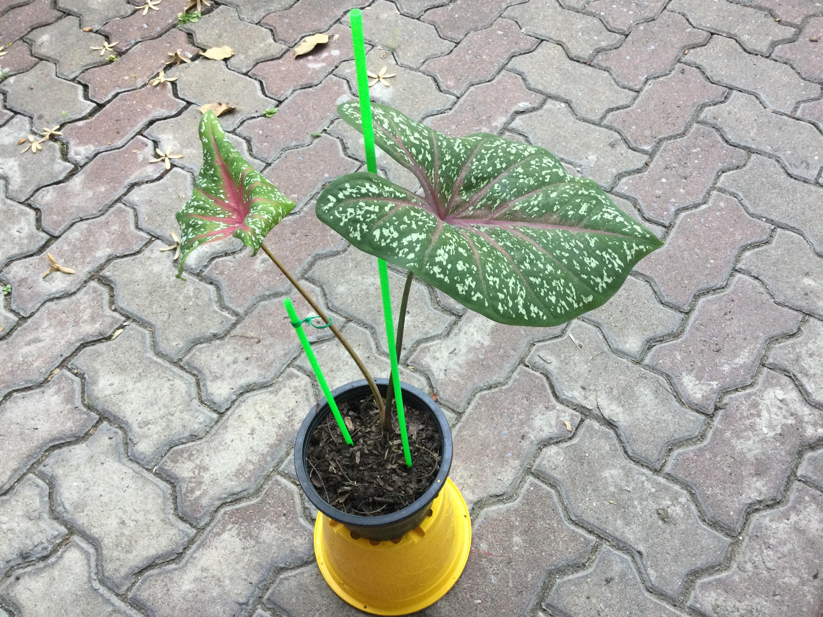 ต้นบอนนกศรีอุษา กระถาง 6 นิ้ว