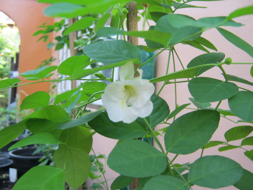 อัญชัน ดอกสีขาว ซ้อน / 20 เม็ด (P2S)