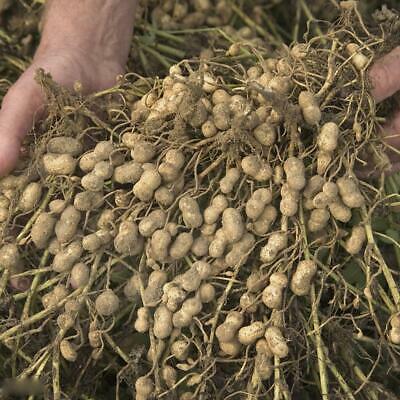 ถั่วลิสง (Groundnut Peanut) / 10 เม็ด (นอก)