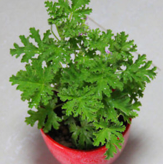 มอสซี บัสเตอร์ (Mozzie Buster) ต้นไม้ไล่ยุง / 100 เม็ด