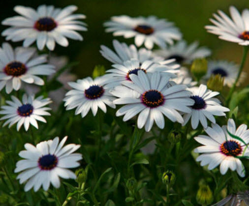 อัฟริกัน เดซี อะกิล่า (African Daisy - Akila) สีขาว / 0.2 กรัม (Lithuania)