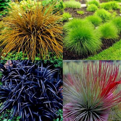 หญ้าสับปะรด (Pineapple grass) คละสี / 100 เม็ด