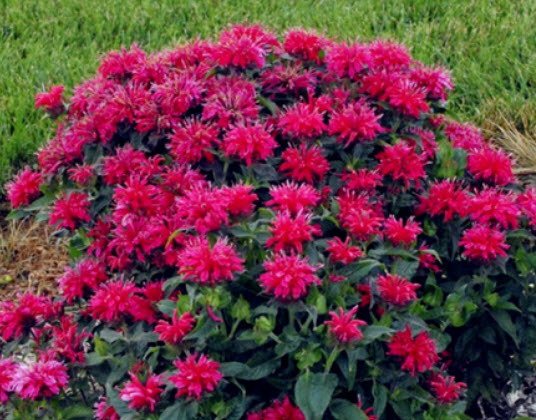 เบอกาม็อท (Bergamot) / 100 เม็ด (#1968)