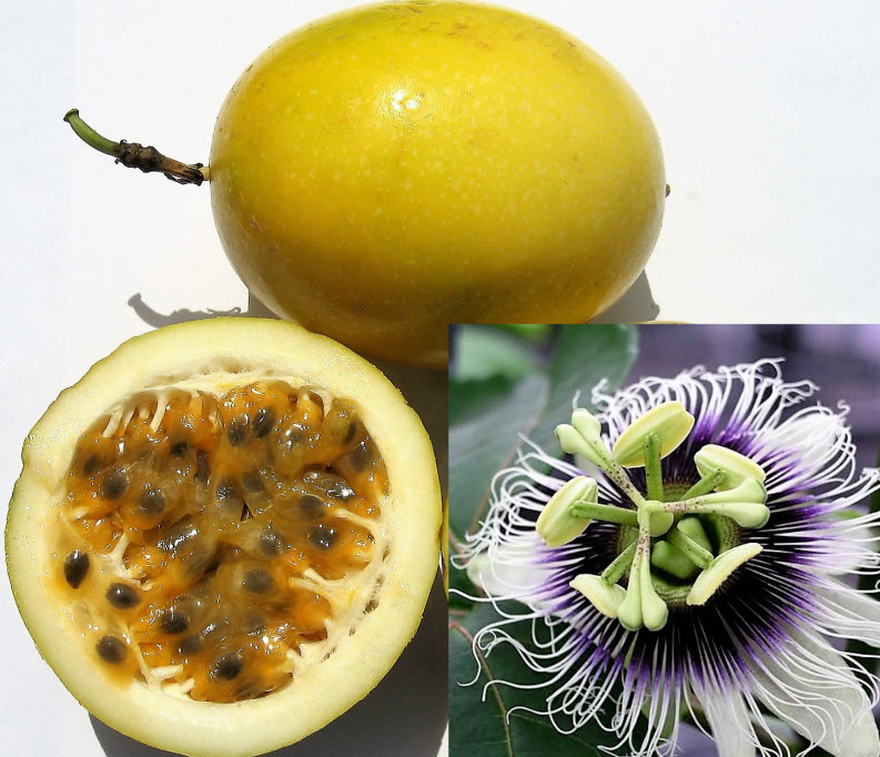 เสาวรส (Passion fruit) ผลสีเหลือง / 300 เม็ด (P2S)