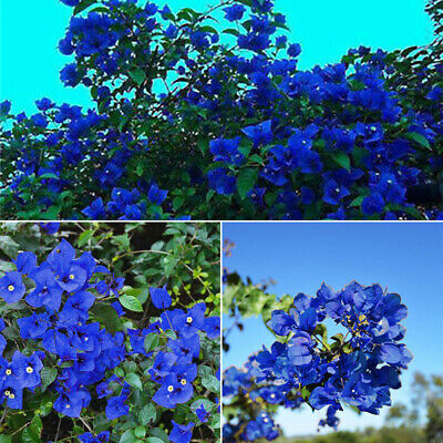 เฟื่องฟ้า (Bougainvillea) สีน้ำเงิน / 50 เม็ด (China) อ่านเงื่อนไขก่อนสั่งซื้อค่ะ