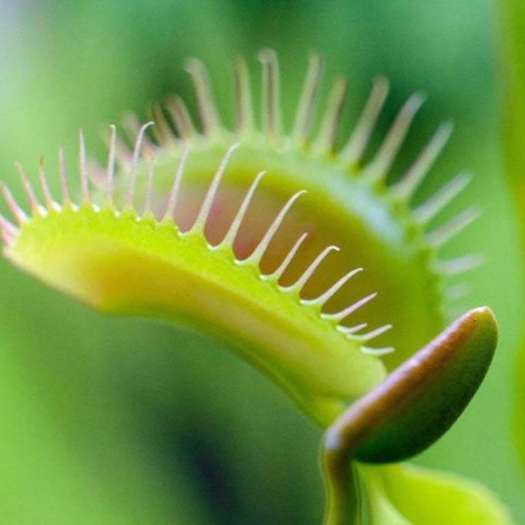 กาบหอยแครง (Venus Flytrap) / 100 เม็ด (S079)