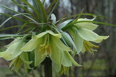 มงกุฏจักรพรรดิ์ (Crown Imperial) สีเขียว / 50 เม็ด