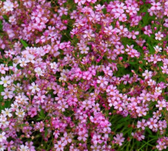 ยิปโซ (Gypso - Baby's Breath) คละ / 2,000 เม็ด (UK)