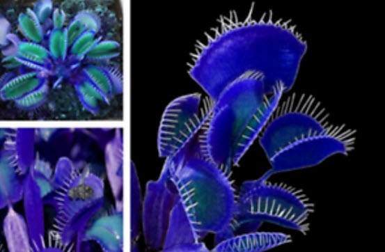 กาบหอยแครงยักษ์ (Giant Blue Flytrap) สีฟ้า / 100 เม็ด (นอก)