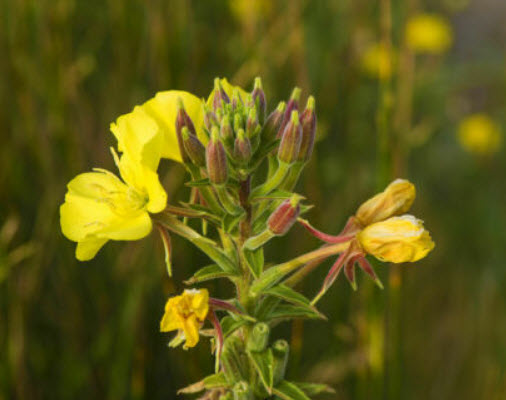 คอมม่อน พริมโรส (Common Primrose) เหลือง / 4,000 เม็ด (Australia)