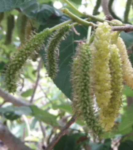 ต้นหม่อน (Mulberry) หิมาลายันขาว สูง 40-60 ซ.ม. / ต้น