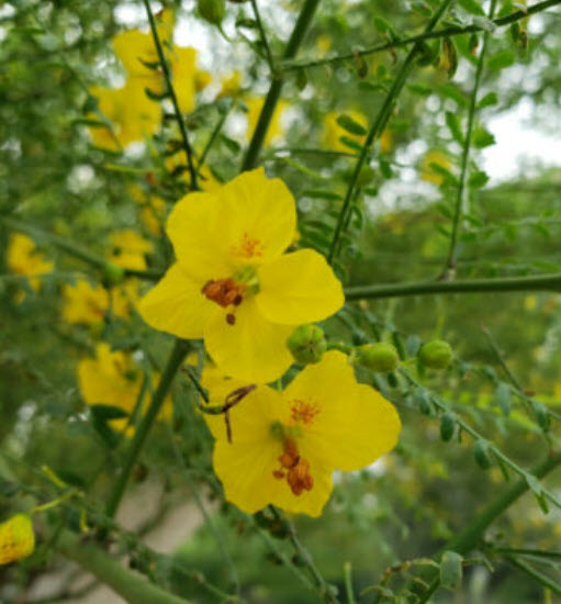 รัตมา หรือรัตตมา (Jerusalem thorn / Parkinsonia Aculeata) / 10 เม็ด (Italy/Portugal)*