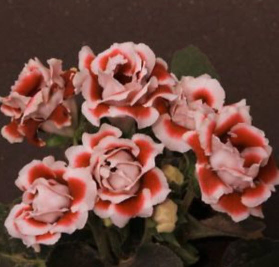 กล็อกซิเนีย หรือกุหลาบนางฟ้า (Gloxinia) คละ / 100 เม็ด (นอก)