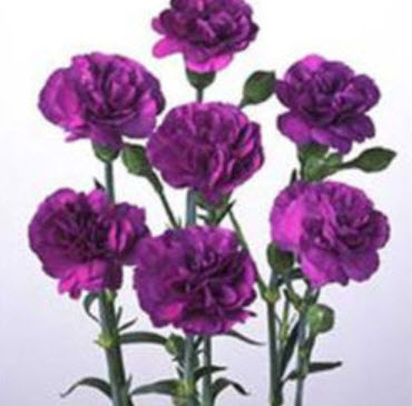 คาร์เนชั่น สีม่วง (magenta) / 175 เม็ด