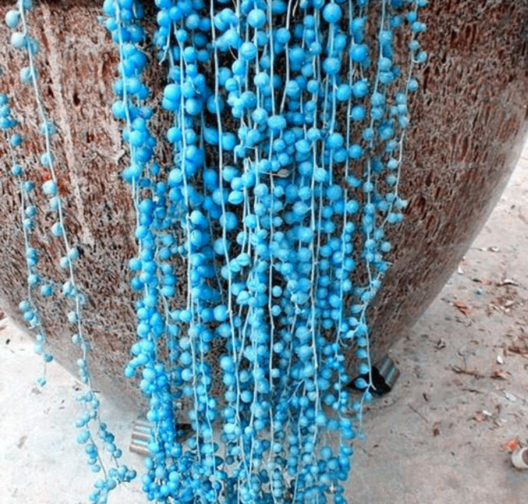 เพิร์ล คลอโรฟีทัม (Pearl Chlorophytum) สีฟ้า / 200 เม็ด