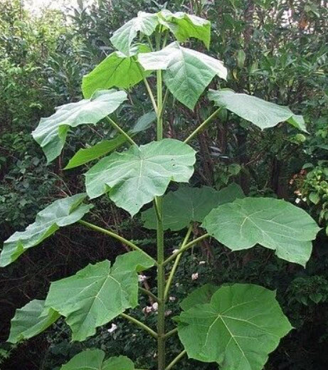 (ขายส่ง) เพาโลเนีย (Paulownia) หรือเจ้าหญิง (Royal Empress) / 2,500 เม็ด (USA)