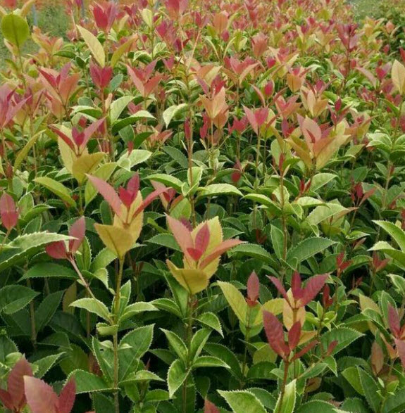 ต้น หอมหมื่นลี้ กุ้ยฮวา 七彩桂花 กระถาง 5-6 นิ้ว สูง 30-50 ซ.ม. ต้นไม้นำเข้า