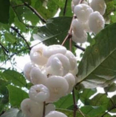 ต้นชมพู่เพชรนางฟ้า ผลสีขาว กิ่งตอน สูง 75-100 ซ.ม.