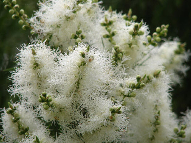 สโนว์ อิน ซัมเมอร์ (Snow-in-summer) / 200 เม็ด (Australia)