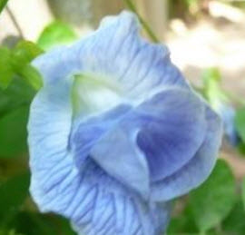 อัญชัน สีฟ้าคราม ซ้อน / 15 เม็ด
