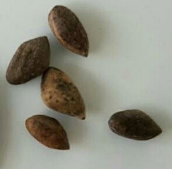 สนแดงญี่ปุ่น (Japanese Red Pine) / 10 เม็ด (Spain)