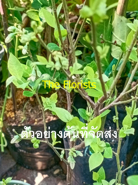 ต้นบลูเบอรี่ (Blueberry) ลูกใหญ่ สูง 40-60 ซ.ม. ต้นไม้นำเข้า