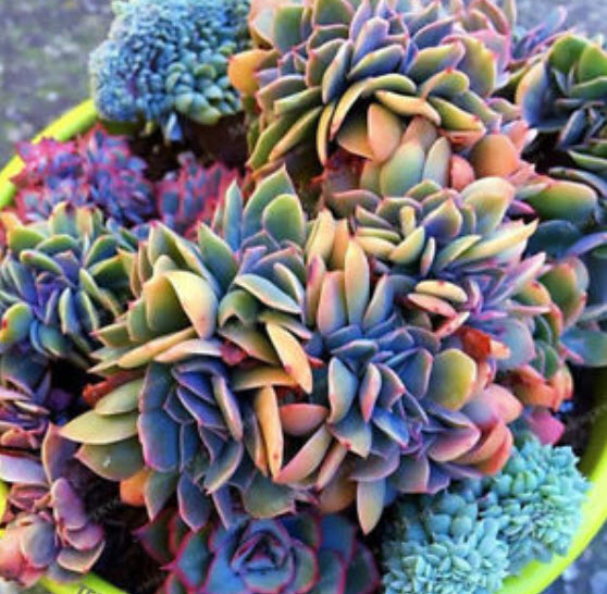 Japanese Succulents คละ / 100 เม็ด (นอก)