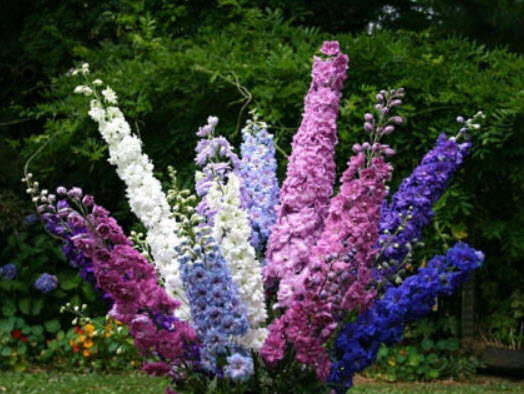 เดลฟิเนียม-แปซิฟิค (Delphinium - Pacific) คละ ดอกใหญ่ / 160 เม็ด (UK)