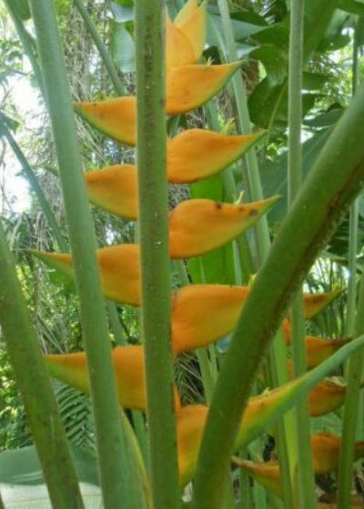 เฮลิโคเนีย มายา โกลด์ (Heliconia - Maya Gold) / 5 เม็ด (Portugal)