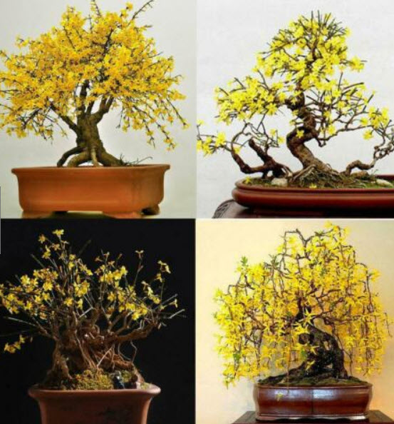 เหลี่ยงเคี้ยว (Weeping Forsythia) บอนไซ / 20 เม็ด (China)