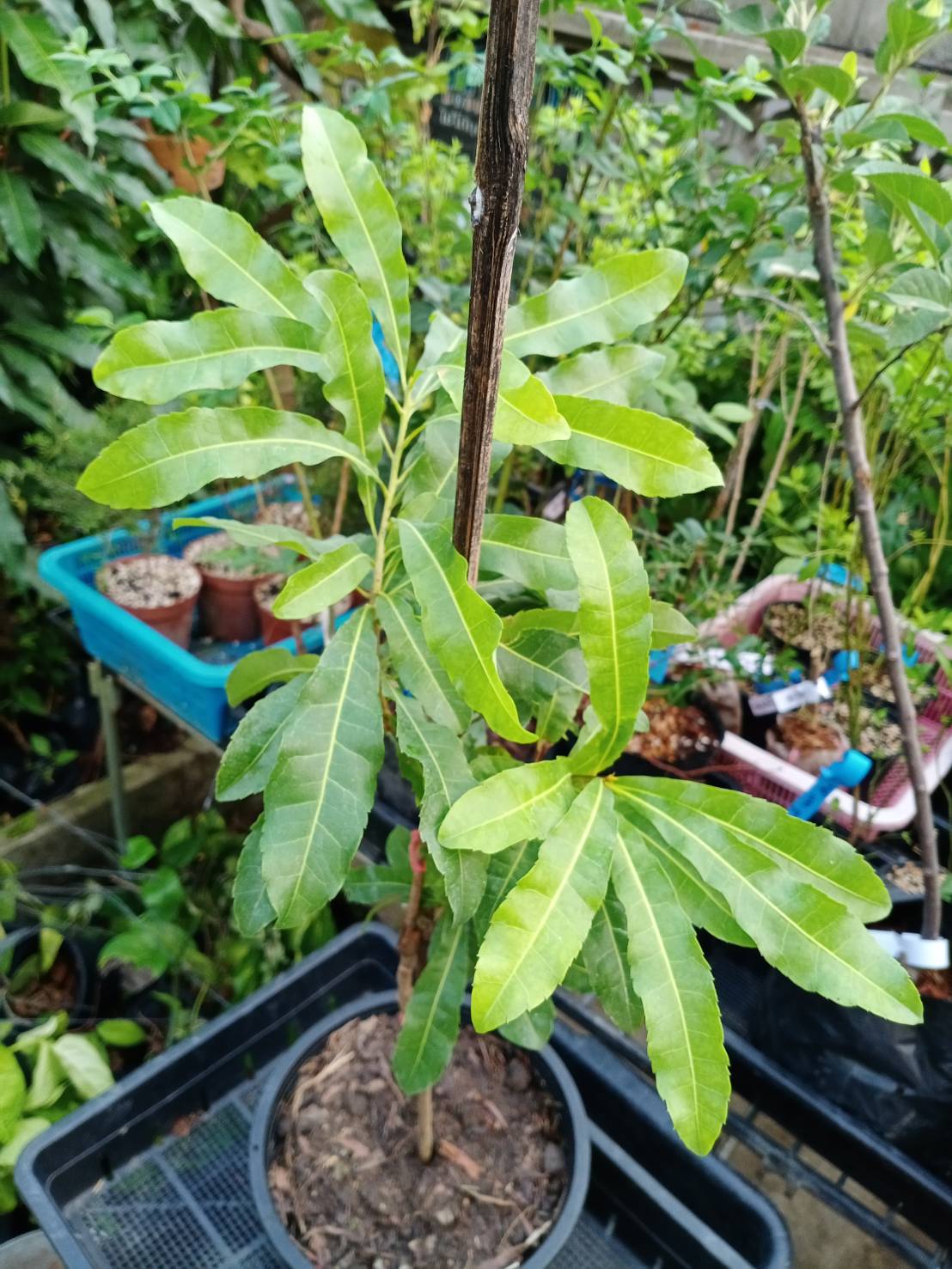 ต้นหยางเหมย/เอี่ยบ๊วย/เบย์เบอรี่แดง/ยัมเบอรี่ สูง 50-70 ซ.ม. (China)