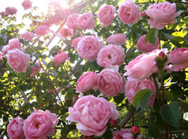 กุหลาบเลื้อย (Climbing Rose) สีชมพู / 100 เม็ด