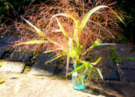 หญ้าคลาวด์ (Cloud Grass) / 1,300 เม็ด (UK)