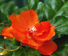 กิ่งกุหลาบพุกาม ตัดสด ยาว 20-25 ซ.ม. / มัดละ 5 ท่อน