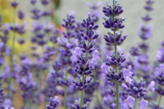ลาเวนเดอร์อังกฤษ (English Lavender) / 100 เม็ด