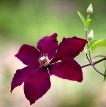 เคล็มแมททิส (Clematis) คละสี (C) / 50 เม็ด