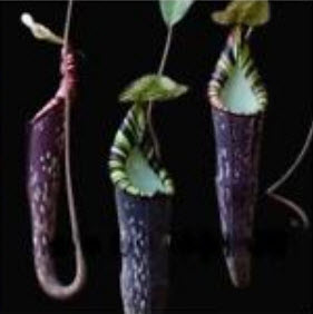 หม้อข้าวฯ อัศวินดำ (Nepenthes - Black Knight) / 50 เม็ด